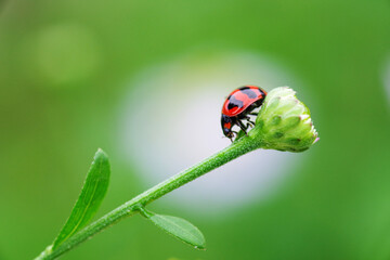 Wall Mural - A ladybug on the green bud flower