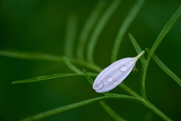 Wall Mural - A white fallen petal on the green leaves