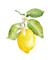 Watercolor lemon with flowers isolated on white background.