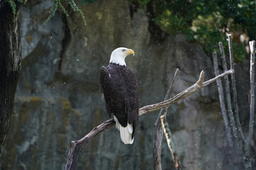 Poster - bald eagle on a tree under the rain