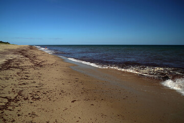 Wall Mural - red alga seaweed ocean atlantic nantucket beach