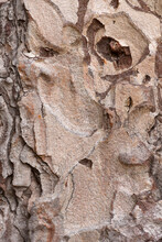 Close Up Of A Pine Tree Bark