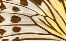 Close Up Of A Butterfly Wing