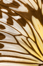 Close Up Of A Butterfly Wing