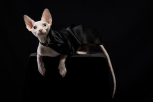 Cute Hairless White Sphynx Cat Sitting On Pouf Against Black Background