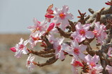 Fototapeta Góry - Bottle tree in bloom - adenium obesum - endemic tree of Socotra Island