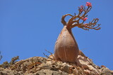 Fototapeta Góry - Bottle tree in bloom - adenium obesum - endemic tree of Socotra Island