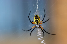 Yellow Garden Spider Waiting On Web