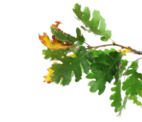 Wall Mural - Autumn oak leaves on branch, green and yellow foliage isolated on white 