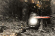 Waldpilz - Laterne - Fliegenpilz (Amanita muscaria) - Colorkey - High quality photo - Mushroom in the Forest - Photo Wallpaper	
