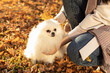 White fluffy pomeranian spitz and maple yellow leaves. Natural. Autumn walk with dog