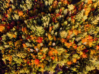 autumnal forest Quebec
