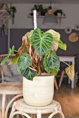 Wall Mural - Topical 'Philodendron Verrucosum' houseplant with dark green veined velvety leaves in flower pot