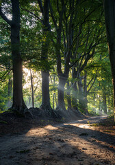 Wall Mural - a lane with the sunlight breaking through the trees on a late summers morning.