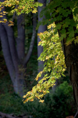 Wall Mural - the look of autumn abounds in windsor in broome county in upstate ny. leaves are changing into their