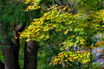 Wall Mural - the look of autumn abounds in windsor in broome county in upstate ny. leaves are changing into their