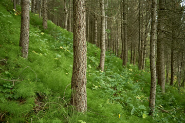 Sticker - Trees growing in green forest