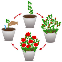Wall Mural - A growth cycle of potted rose on a white background.