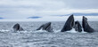 Super closeup of humpback whales working together in bubble net feeding behavior 