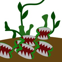 Sundew Drosera Plant  Illustration