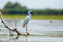 Great White Egret In The Swamps Of The Danube Delta In Romania