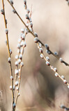 Fototapeta Dmuchawce - Blooming willow with catkins. The first signs of spring in nature. Flowering willow, hairy buds on thin twigs.