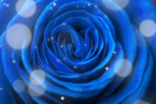 Beautiful Magic Blue Rose On Background.