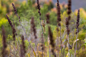 Leviants Cisticola perched on reed