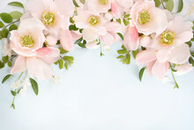Delicate Blooming Festive Light Pink Begonia Flowers, Blossoming Flower Soft Pastel Background