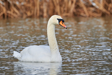 Wall Mural - Mute swan swimming in a pond in the winter season (Cygnus olor)