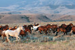 Horse wrangler turning the herd