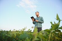 A Farmer Agronomist Inspects Green Soybeans Growing In A Field. Agriculture
