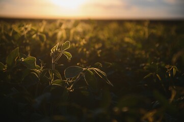 Soybean field, green field, agriculture landscape, field of soybean on a sunset sky background