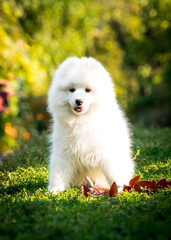  Fluffy dog sitting on the grass in the garden