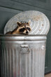 Raccoon (Procyon lotor) Looks Out Of Trash Can Lid Behind Autumn