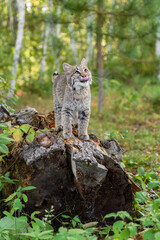 Wall Mural - bobcat (lynx rufus) stands on log looking up licking nose autumn