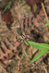 agelena labyrinthica spider macro photo