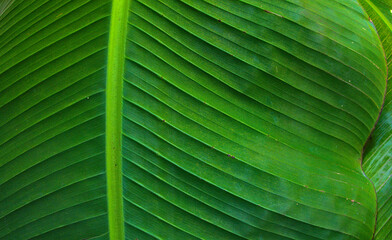 Wall Mural - Green leaf of banana palm tree, musa, close up as exotic tropical botanical natural texture, backdrop and background