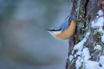 Wall Mural - nuthatch perched on a tree trunk in winter