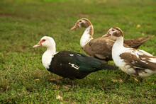 Three Muscovy Ducks On A Green Meadow. Domestic Bird.