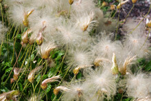 A Continuous Carpet Of Fluffy Clematis Closeup