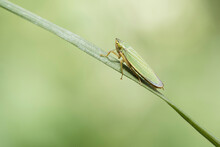 A Green Leafhopper On A Blade Of Grass With A Green Background.
