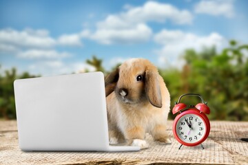 Canvas Print - Baby cute rabbit with toy laptop and alarm clock