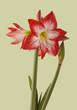 Bloom  Amaryllis (Hippeastrum)  