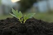 © New Africa - Beautiful young tomato seedling in ground outdoors