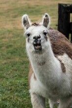 Laughing Llama Portrait
