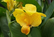 Close Up Of A Speckled Yellow Canna Lily 'Happy Emily' Flower At Full Bloom