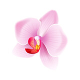 Fototapeta Storczyk - Jasno różowa orchidea - piękny rozwinięty kwiat. Ręcznie rysowana botaniczna ilustracja.