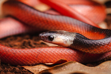 Sticker - macro of red snake on the ground