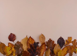 Wall Mural - Autumn background with dry leaves.